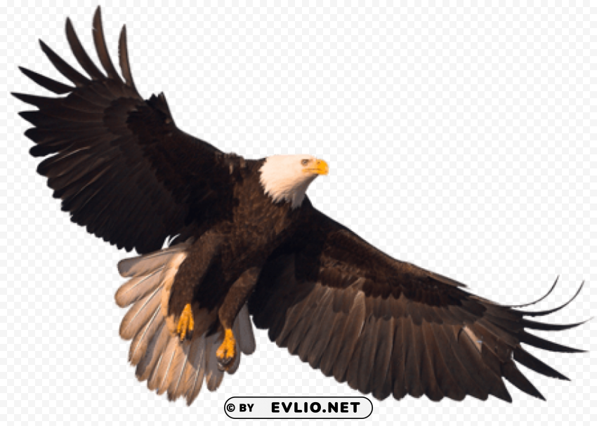 eagle PNG Image with Transparent Isolation