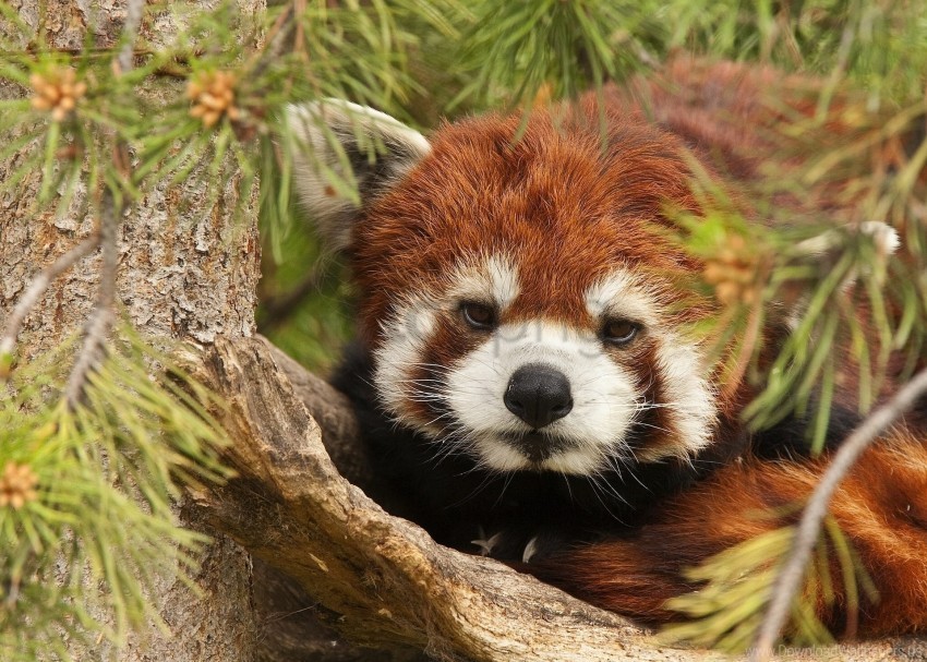 face lesser panda red panda wallpaper PNG graphics for free