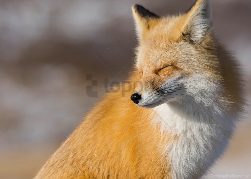 fox look muzzle wallpaper PNG graphics with transparent backdrop