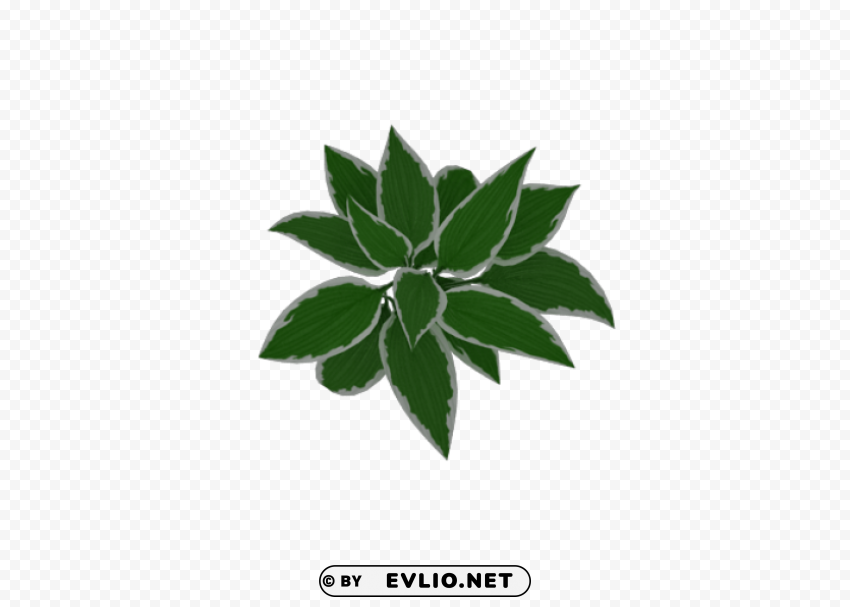 Plant PNG objects