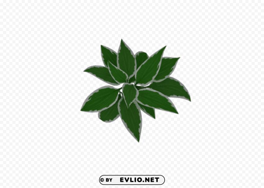 Plant PNG Objects