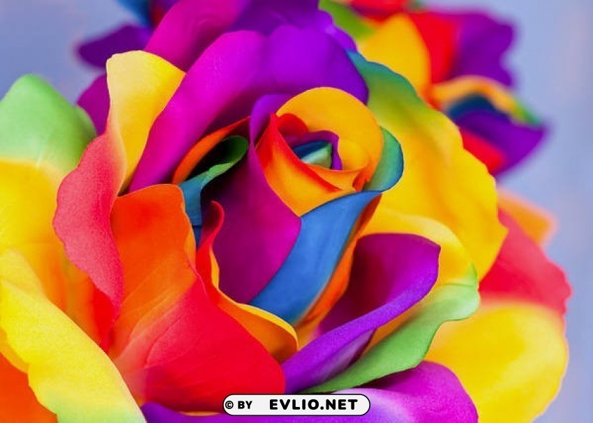 rainbow rose Isolated Graphic on Transparent PNG