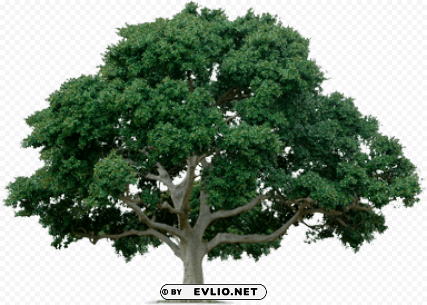 tree PNG images without BG