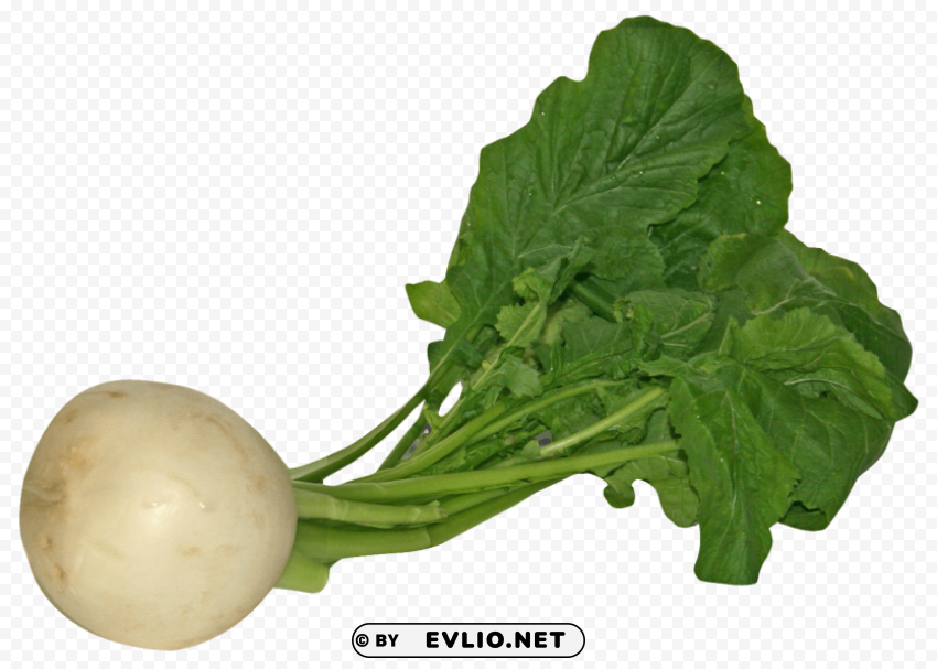 turnip PNG graphics with clear alpha channel collection PNG images with transparent backgrounds - Image ID 796877ee