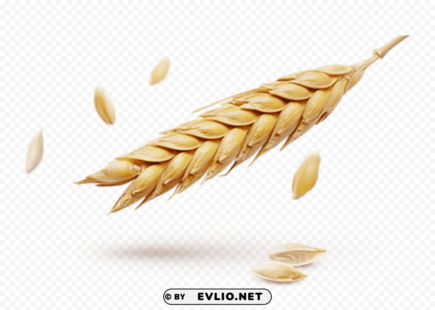 Wheat PNG format