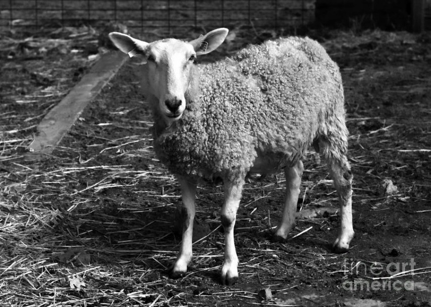 white sheep black sheep Isolated Character in Clear Background PNG background best stock photos - Image ID 2ec4844e