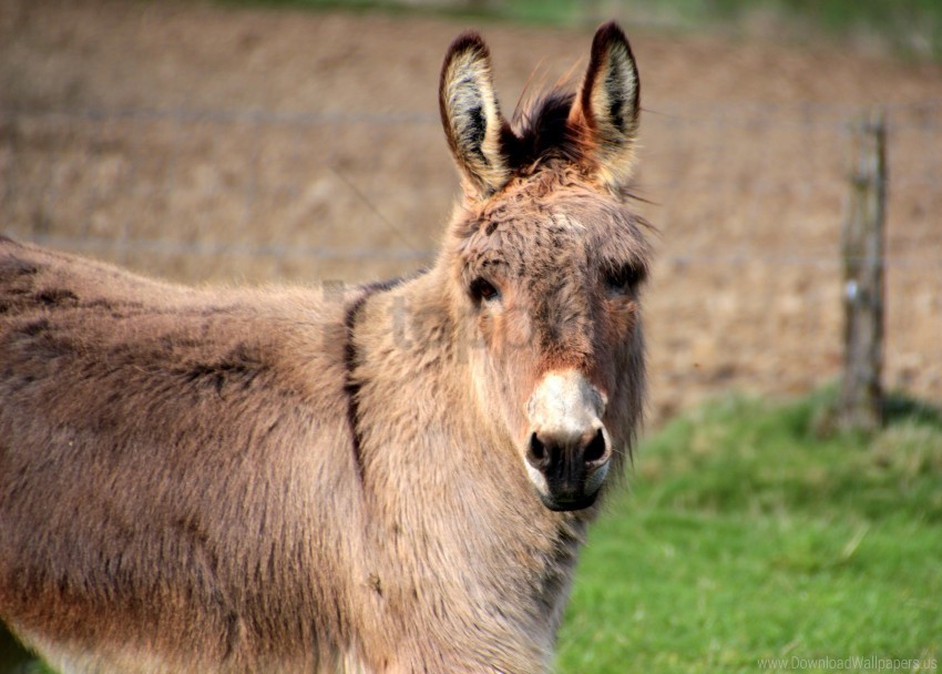 animal donkey muzzle wallpaper PNG images with high-quality resolution