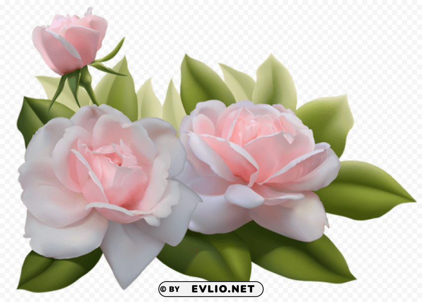 beautiful three pink roses PNG transparent photos vast variety