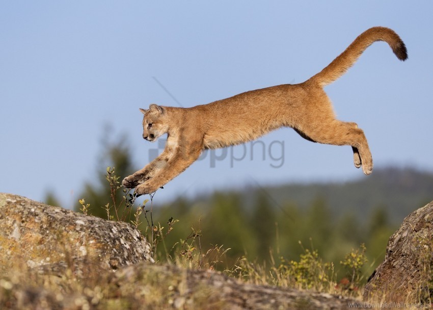 big cat carnivore grass lynx wallpaper PNG images with alpha transparency diverse set