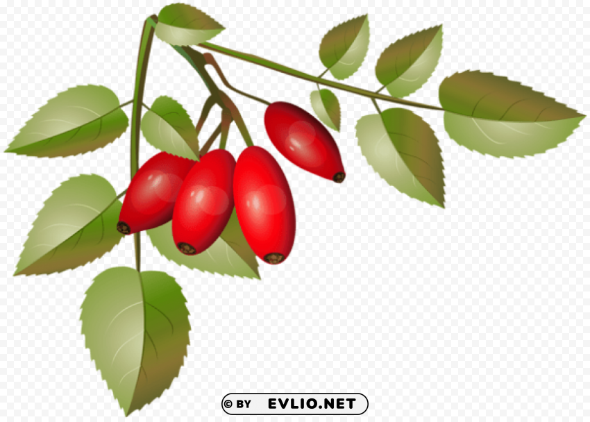 brier bush with ripe fruits branch High-definition transparent PNG