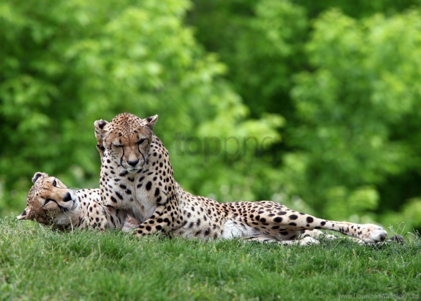 cheetahs couple grass lie predators wallpaper PNG graphics with alpha transparency broad collection