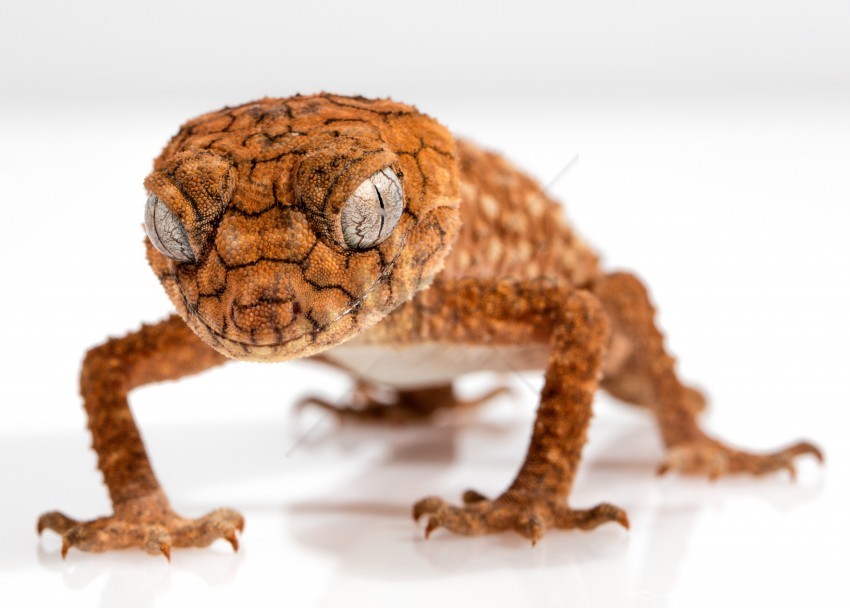 close up gecko lizard reptile wallpaper Isolated Character in Transparent PNG Format