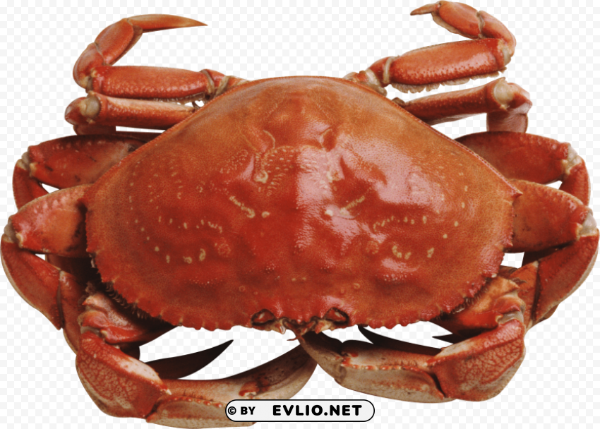 crab Isolated Character with Transparent Background PNG