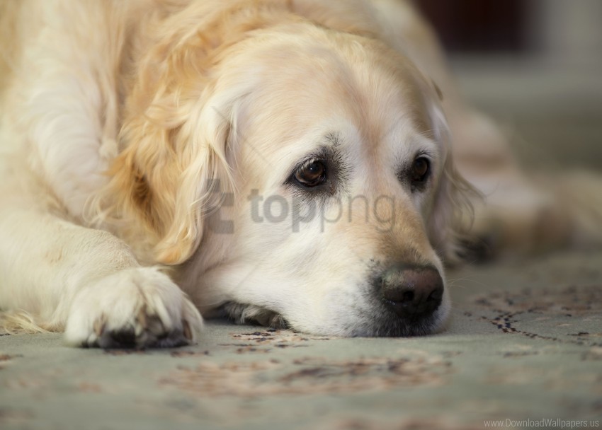 cute dog golden retriever lay muzzle sad wallpaper Free PNG images with transparent layers