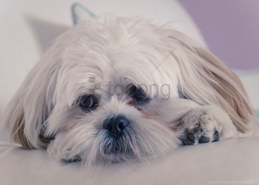 Dog Fluffy Lhasa Apso Muzzle Wallpaper PNG For Overlays