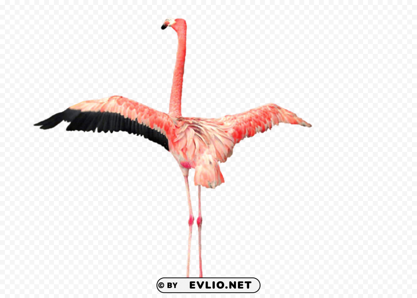 flamingo Clear PNG images free download