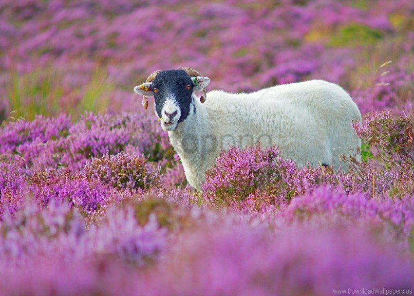 flowers grass lilac sheep wallpaper Isolated Character in Transparent PNG