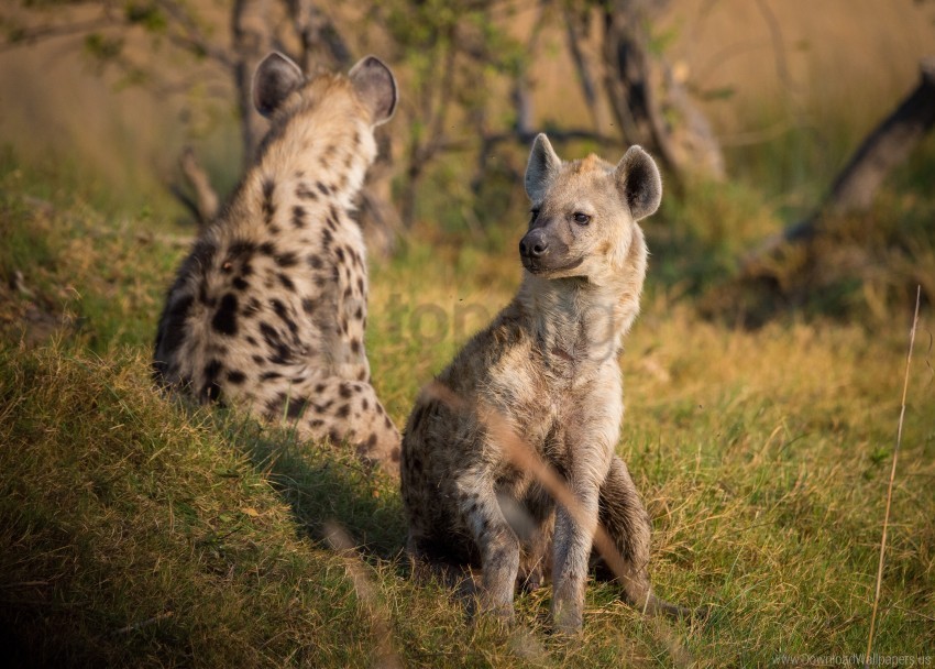grass hyenas predators wallpaper Isolated Illustration with Clear Background PNG