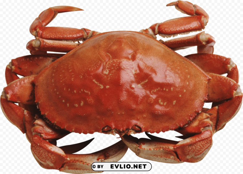 red crab standing Isolated Icon in Transparent PNG Format