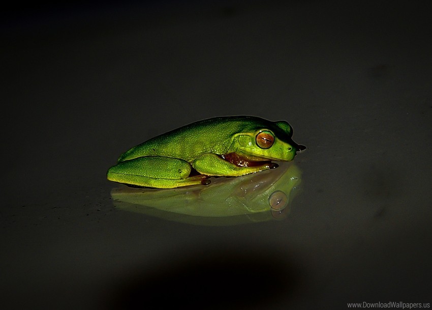 dark background frog reflection wallpaper PNG with Isolated Object and Transparency