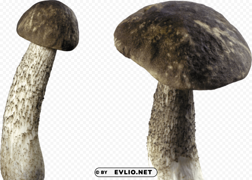 dark mushroom Isolated Object on HighQuality Transparent PNG