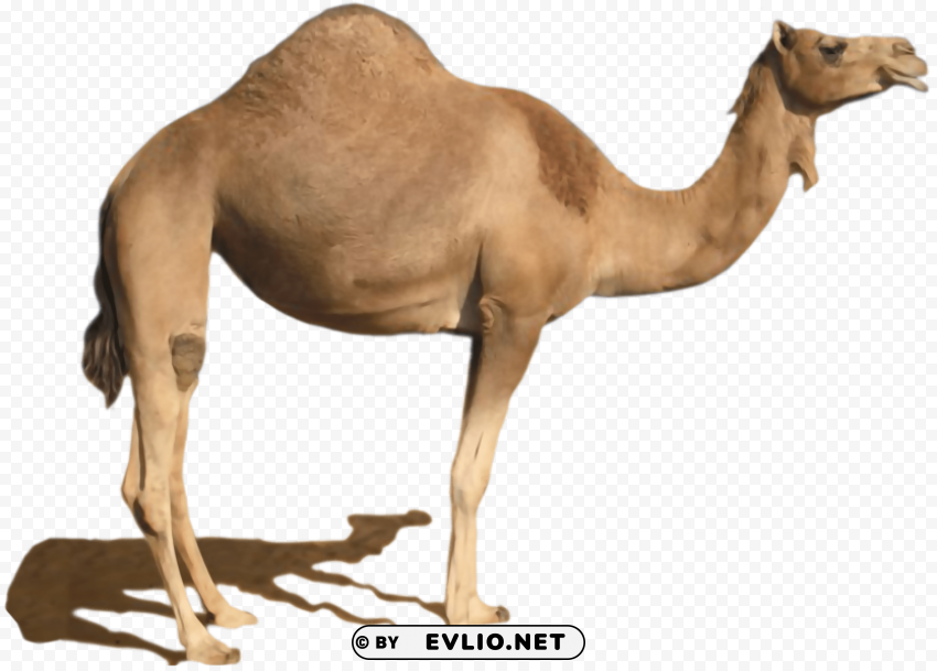 desert camel standing Isolated Object on Transparent PNG
