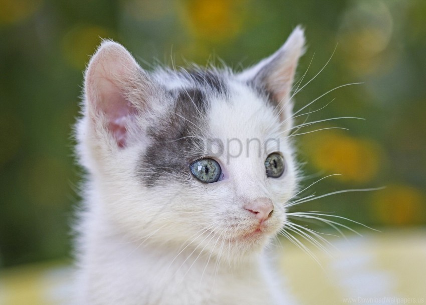 face kitten spotted wallpaper PNG graphics with transparency