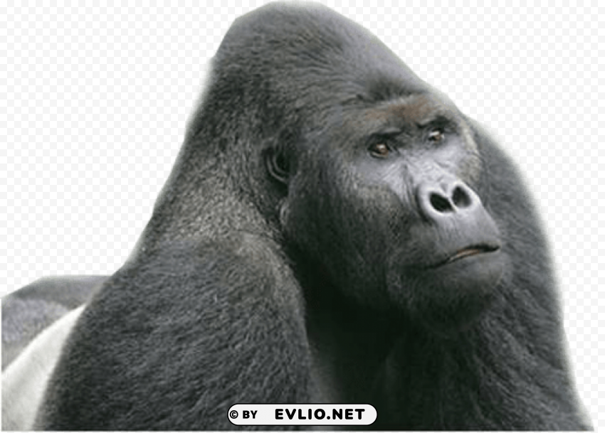 gorilla Isolated Element in HighQuality PNG