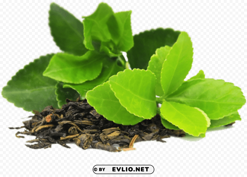 Green Tea PNG Image With Isolated Icon