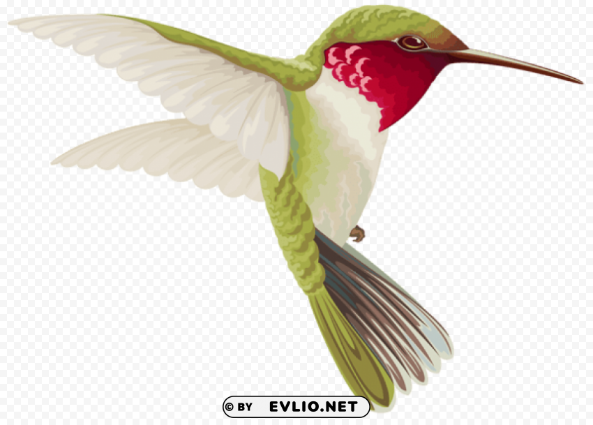 humming bird High-quality transparent PNG images comprehensive set