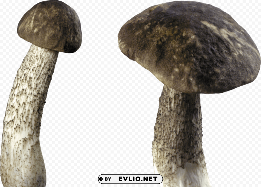 Mushroom PNG With No Background Required