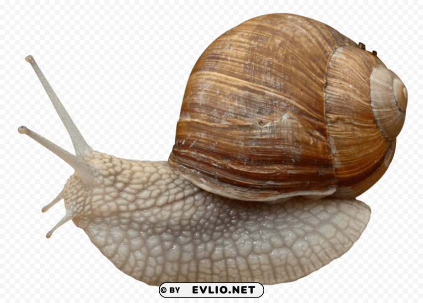 snail Isolated Element in HighQuality PNG