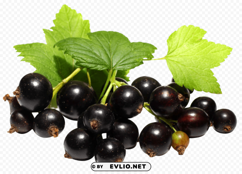 Black Currant PNG images with alpha transparency wide collection