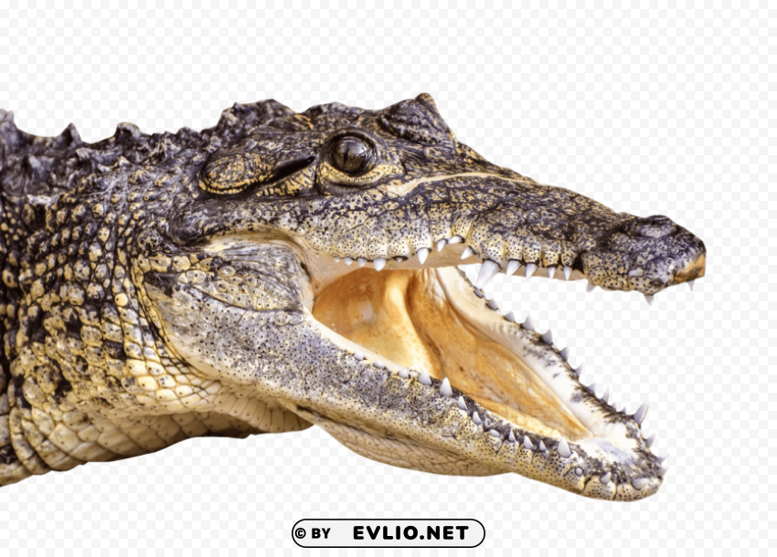 crocodile Isolated Graphic on Clear Background PNG