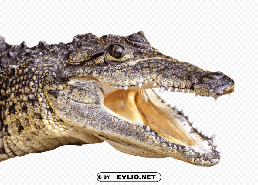 Crocodile PNG With Transparency And Isolation