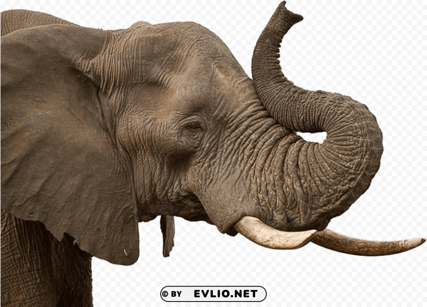 Elephant Background Transparent PNG Stock Photos