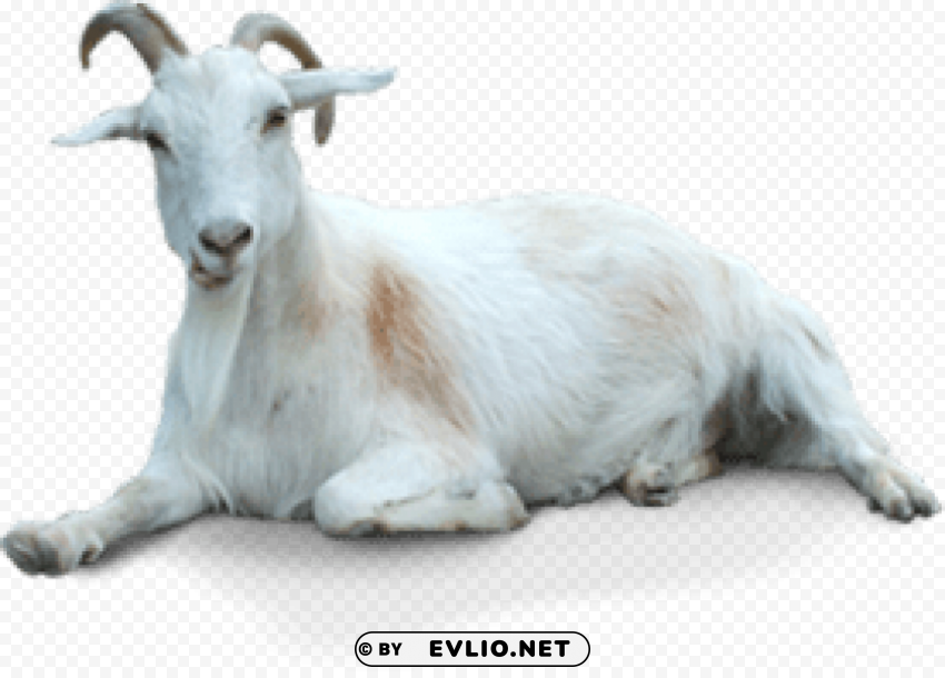 goat High-quality PNG images with transparency