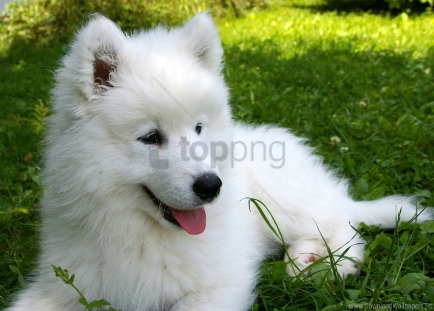 grass puppy samoyed wallpaper Alpha channel PNGs