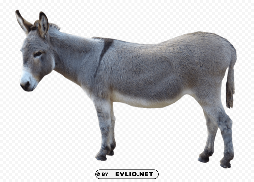 grey donkey standing Isolated Item on Clear Transparent PNG png images background - Image ID 8541b442