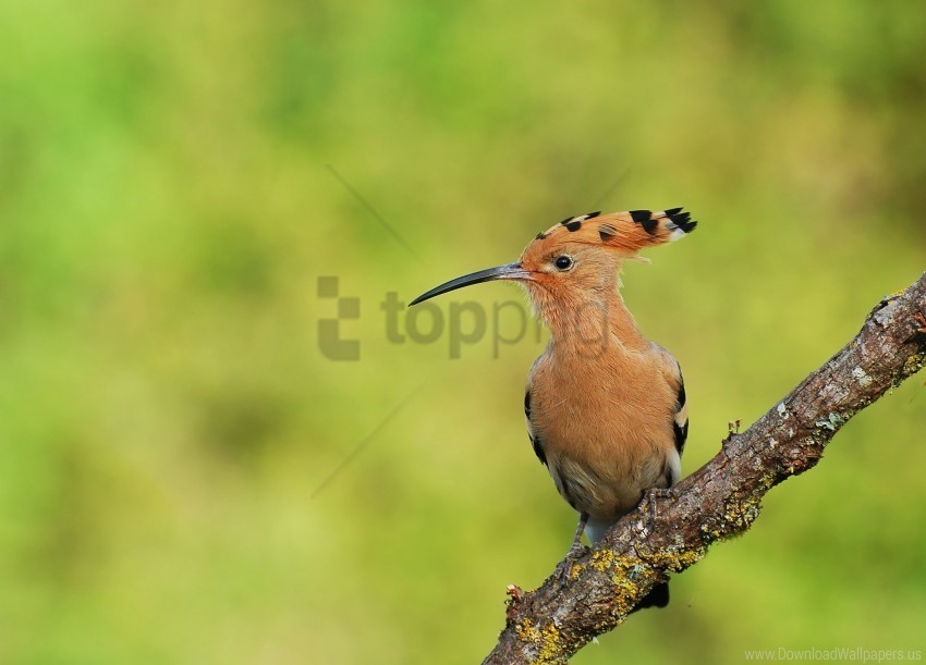 birds branch sit wallpaper HighResolution Isolated PNG with Transparency
