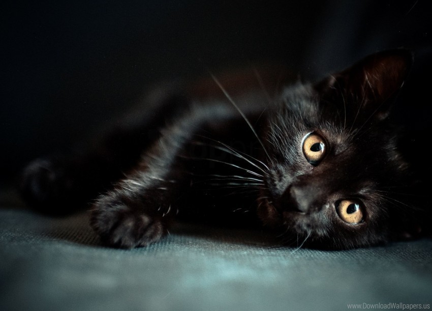 black kitten lie wallpaper PNG with Transparency and Isolation