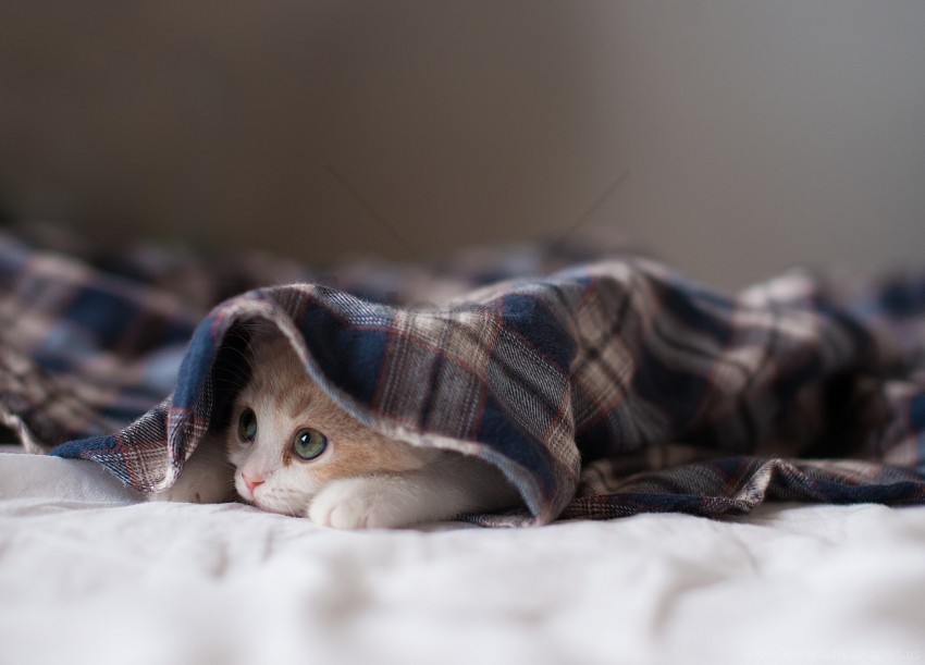 blanket hide kitten lie wallpaper PNG Image with Transparent Isolated Design