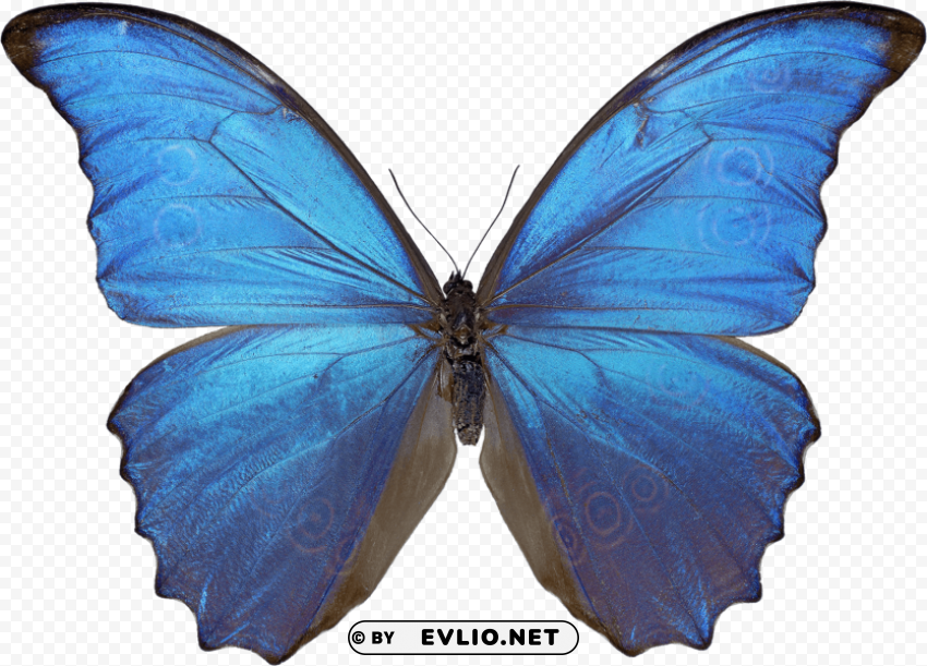 butterfly Isolated Object with Transparent Background in PNG