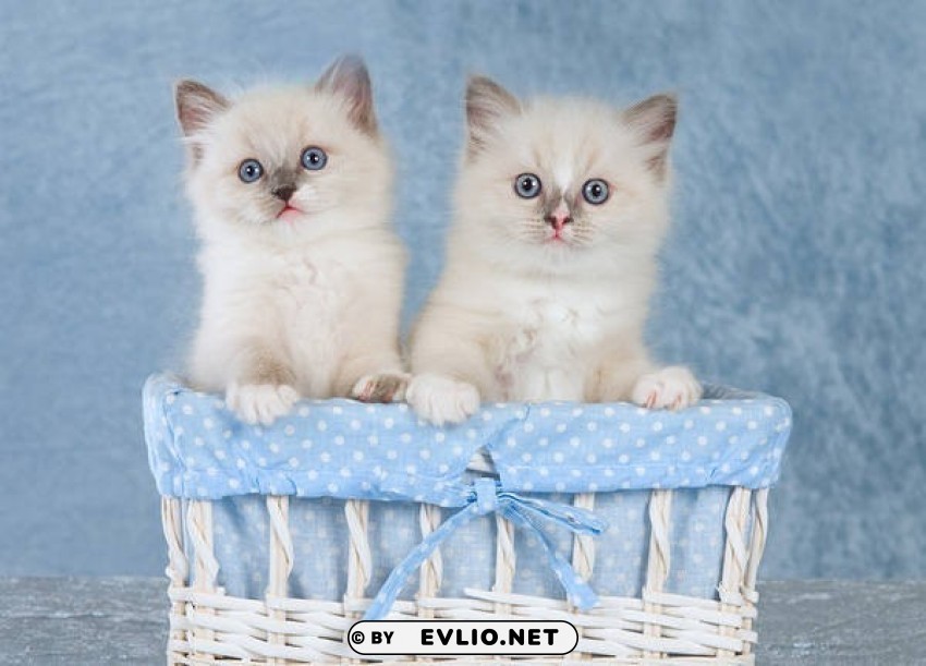 cute kittens blue PNG images with high transparency