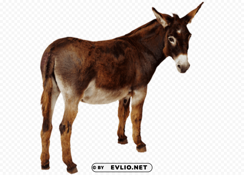 Donkey PNG Graphic Isolated With Transparency