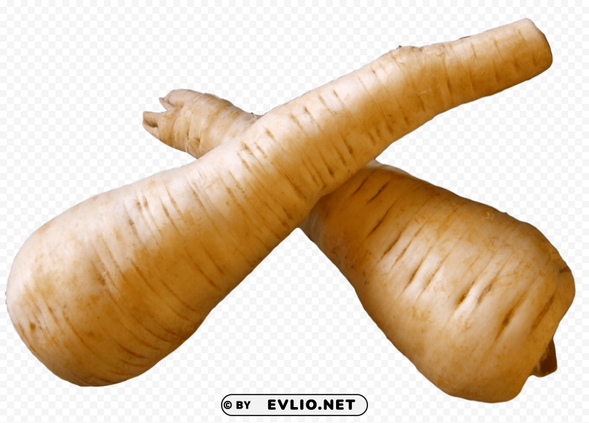 fresh parsnip root Free PNG images with transparency collection