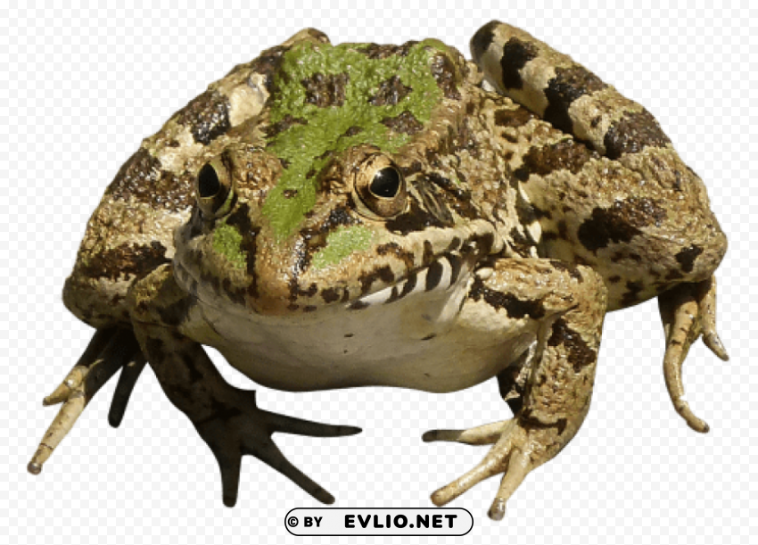 frog Isolated Illustration in HighQuality Transparent PNG