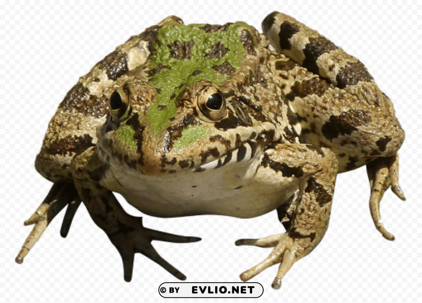 frog Isolated Illustration in HighQuality Transparent PNG png images background - Image ID 5ca68523