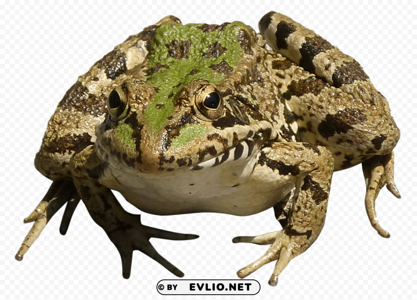 Frog PNG with transparent background for free