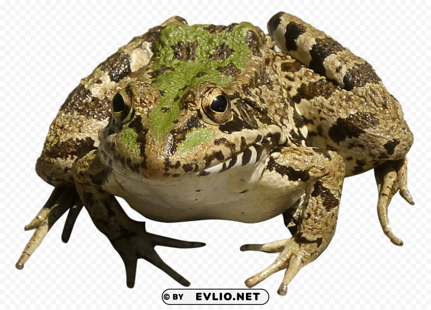 Frog PNG With Transparent Background For Free